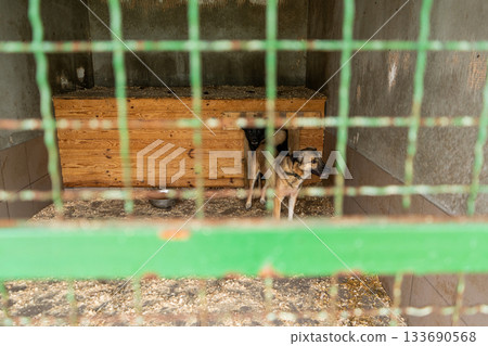 Dog shelter. Homeless dog in an enclosure behind bars. Animal welfare. Pet adoption. 133690568