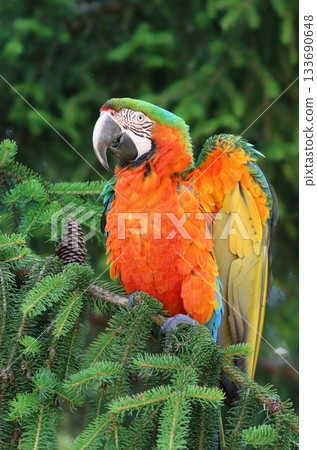 Very colorful harlequin macaw in summer 133690648