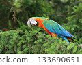 Very colorful harlequin macaw in summer 133690651