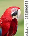 The red and green macaw parrot 133690653
