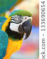 Beautiful blue and yellow macaw parrot 133690654
