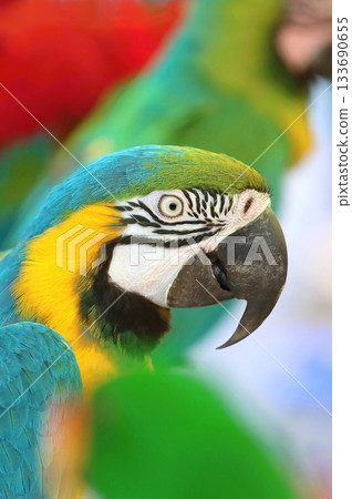 Beautiful blue and yellow macaw parrot 133690655
