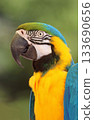 Beautiful blue and yellow macaw parrot 133690656