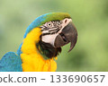 Beautiful blue and yellow macaw parrot 133690657