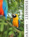 Beautiful blue and yellow macaw parrot 133690658