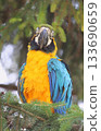Beautiful blue and yellow macaw parrot 133690659