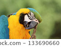 Beautiful blue and yellow macaw parrot 133690660