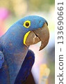 Very rare and beautiful hyacinth macaw 133690661