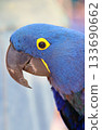 Very rare and beautiful hyacinth macaw 133690662
