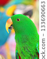 Very rare Moluccan eclectus parrot 133690663