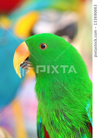 Very rare Moluccan eclectus parrot 133690663
