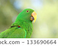 Very rare Moluccan eclectus parrot 133690664