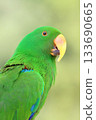Very rare Moluccan eclectus parrot 133690665