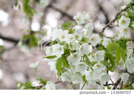 white cherry blossoms 133690707