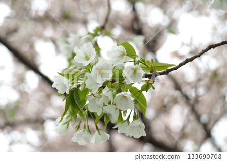 white cherry blossoms 133690708