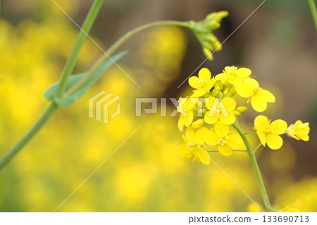 景觀與油菜花 景觀與油菜花 133690713