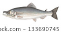 Salmon illustration 133690745
