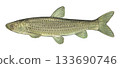 Grass carp illustration 133690746
