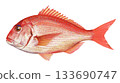 Illustration of red sea bream 133690747