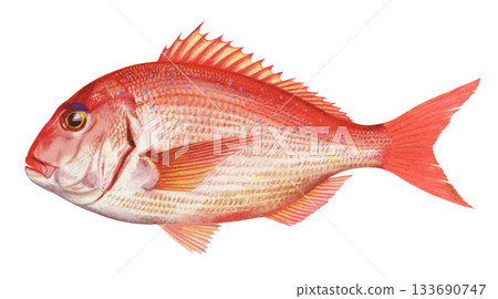 Illustration of red sea bream 133690747