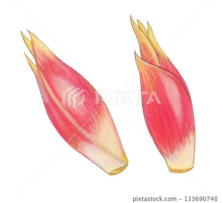 Illustration of mioga 133690748