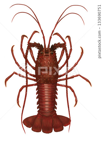 Ise shrimp illustration 133690751