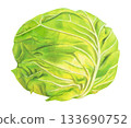 Cabbage illustration 133690752
