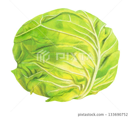 白菜的插圖 133690752