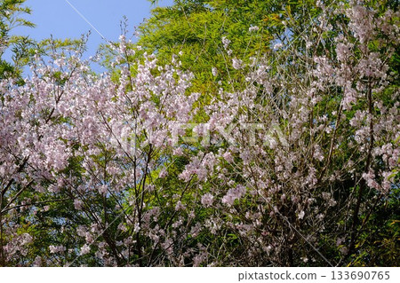 櫻花在竹林的映襯下盛開 [相模原市築井，3月] 133690765