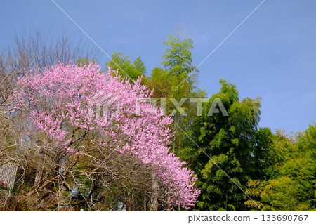 Peach blossoms shining against the blue sky [Tsukui, Sagamihara City, March] 133690767