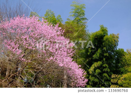 Peach blossoms and bamboo forests shining against the blue sky [Tsukui, Sagamihara City, March] 133690768
