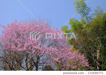 春日陽光下的桃花與竹林 [築井，相模原市，3月] 133690771
