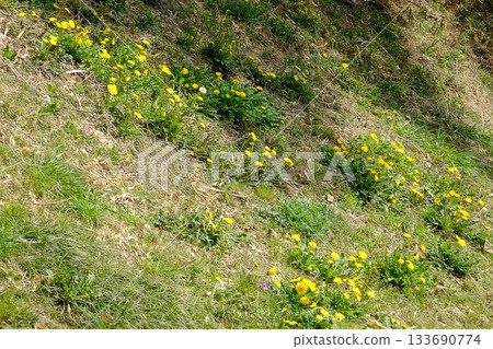 Dandelions blooming in the spring sun [Tsukui, Sagamihara City, March] 133690774