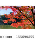 Park: Red leaves in autumn [Saitama Prefecture] 133690855