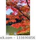 Park: Red leaves in autumn [Saitama Prefecture] 133690856