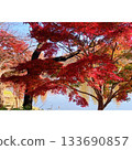 Park: Red leaves in autumn [Saitama Prefecture] 133690857
