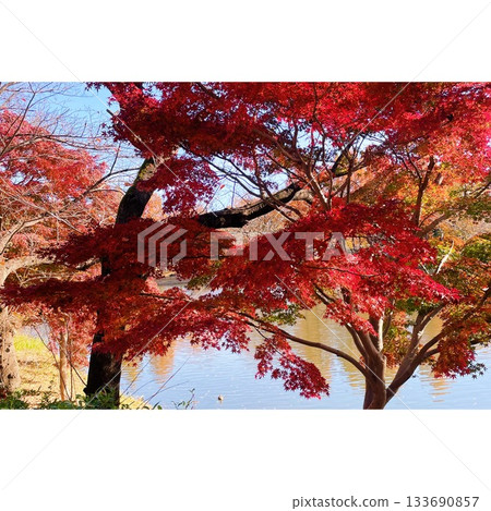 公園：秋日紅葉 [埼玉縣] 133690857