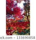 Park: Red leaves in autumn [Saitama Prefecture] 133690858