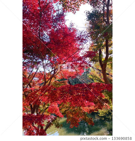 公園：秋日紅葉 [埼玉縣] 133690858