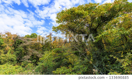 Autumn in Koajiro Forest 133690885