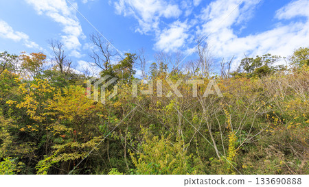 Autumn in Koajiro Forest 133690888