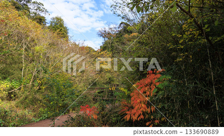 Autumn in Koajiro Forest Autumn in Koajiro Forest 133690889