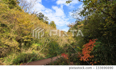 Autumn in Koajiro Forest Autumn in Koajiro Forest 133690890