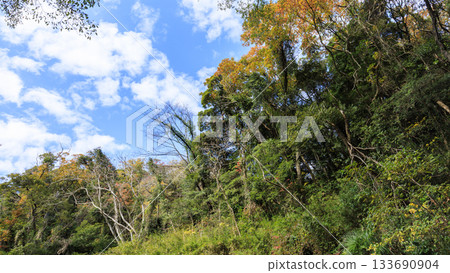 Autumn in Koajiro Forest 133690904