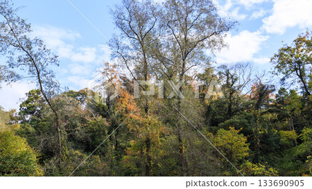 Autumn in Koajiro Forest 133690905