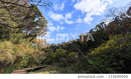 Autumn in Koajiro Forest 133690908