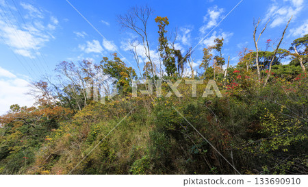 Autumn in Koajiro Forest 133690910