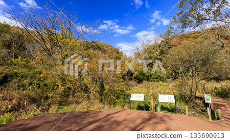 Autumn in Koajiro Forest Autumn in Koajiro Forest 133690913
