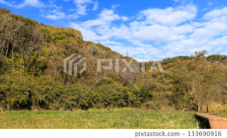Autumn in Koajiro Forest 133690916