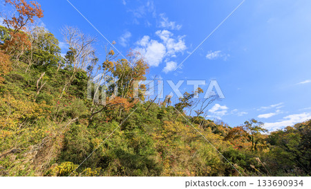Autumn in Koajiro Forest 133690934